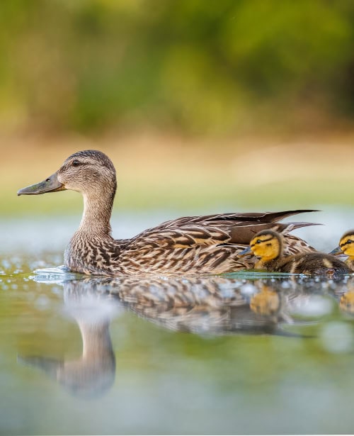 Wetlands eco area at Royal Gorge Ranch and Resort